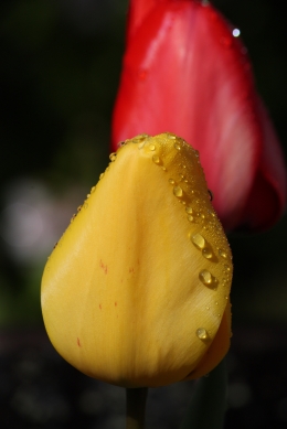 Raindrops on tulips